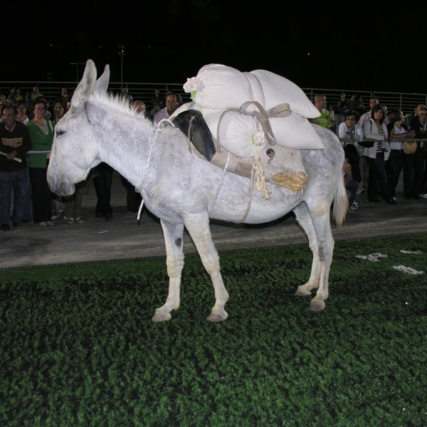 festas_s_pedro_marchas_2008_157